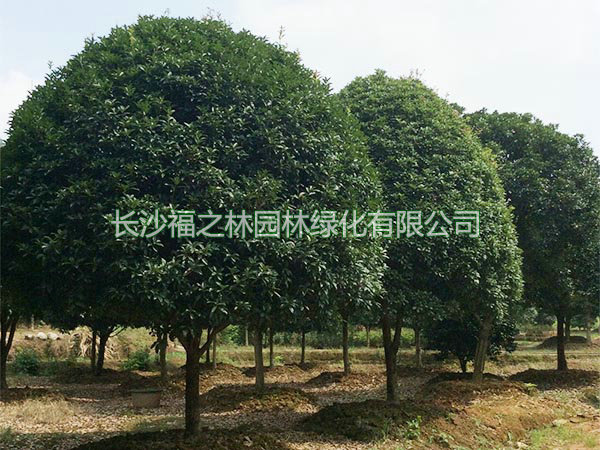 桂花