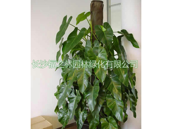 绿宝石