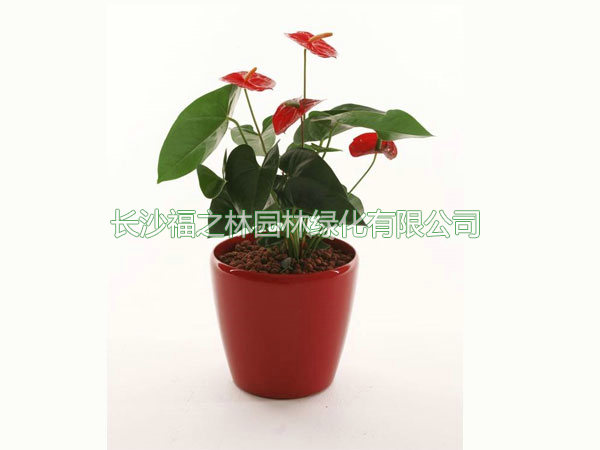 土养红掌