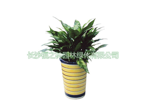 黑美人