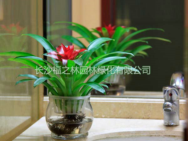 水培鸿运当头