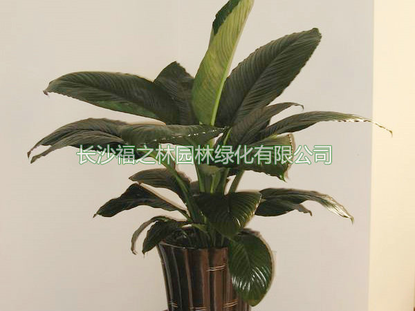 绿巨人