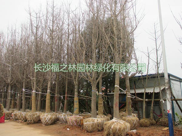 银杏