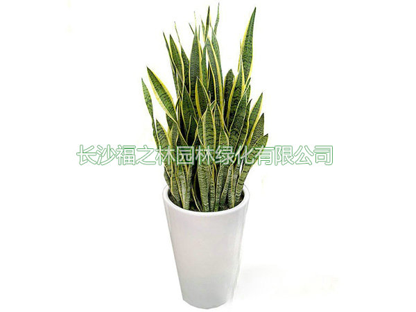虎皮兰