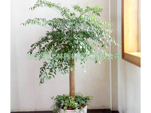 幸福树