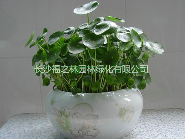 铜钱草