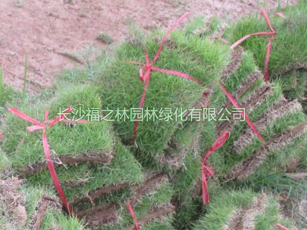 草皮