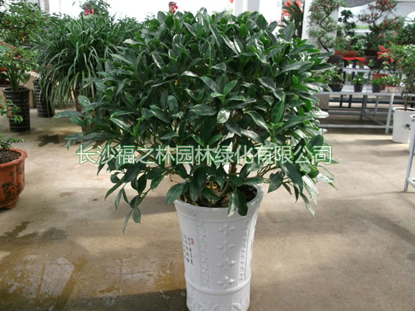 非洲茉莉 