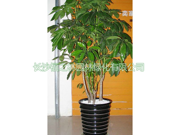 大叶伞