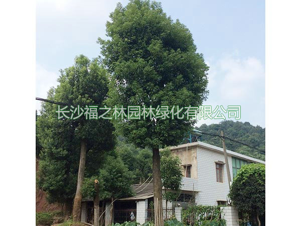 樟树