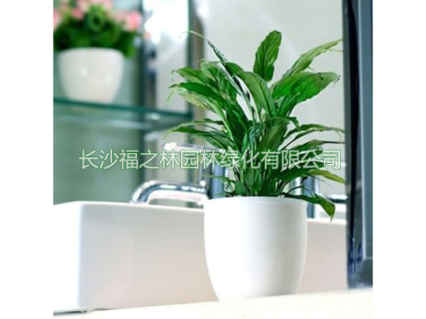 白掌