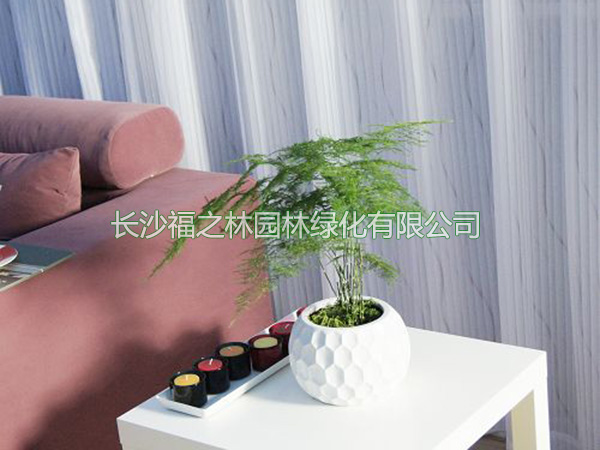 小文竹