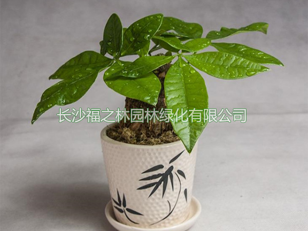小发财树