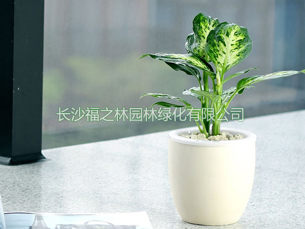 小花叶万年青