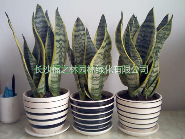 小虎皮兰