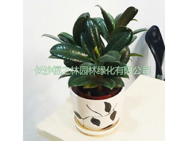 小橡皮树