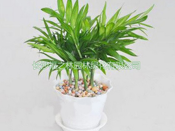 小袖珍椰子