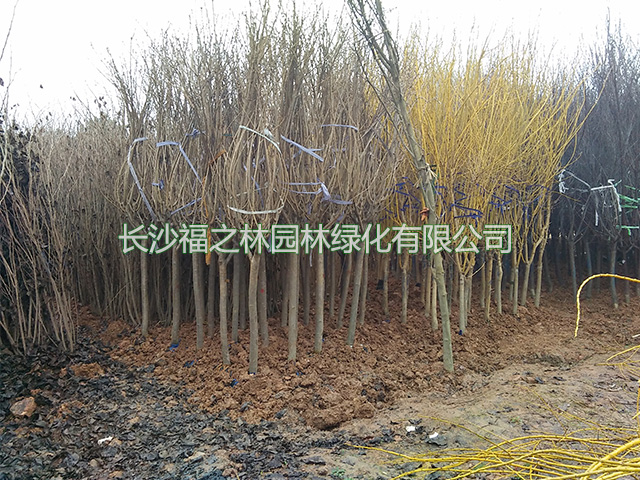 园林绿化