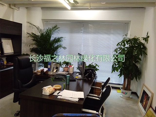 长沙福之林园林绿化有限公司,长沙办公室植物租赁,花卉租赁价格,盆景租摆,植物租摆