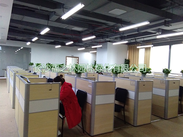 长沙福之林园林绿化有限公司,长沙办公室植物租赁,花卉租赁价格,盆景租摆,植物租摆