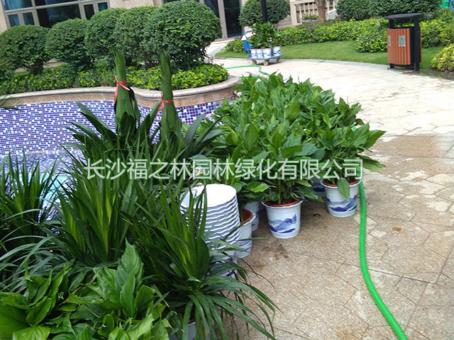 长沙福之林园林绿化有限公司,长沙办公室植物租赁,花卉租赁价格,盆景租摆,植物租摆