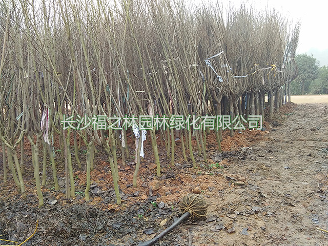 长沙福之林园林绿化有限公司,长沙办公室植物租赁,花卉租赁价格,盆景租摆,植物租摆